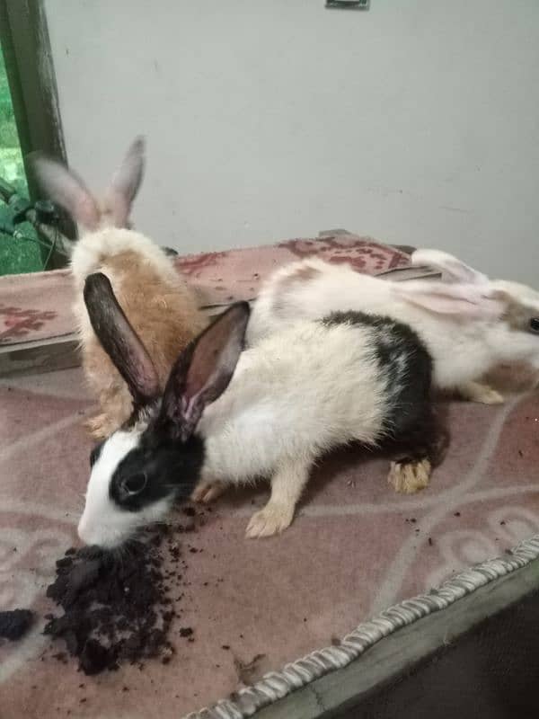 Rabbits for sale 0