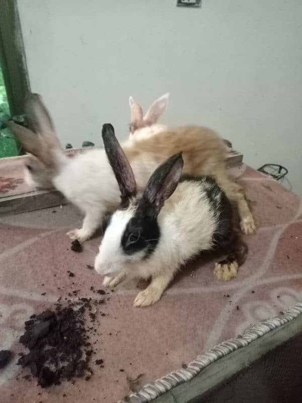 Rabbits for sale 1