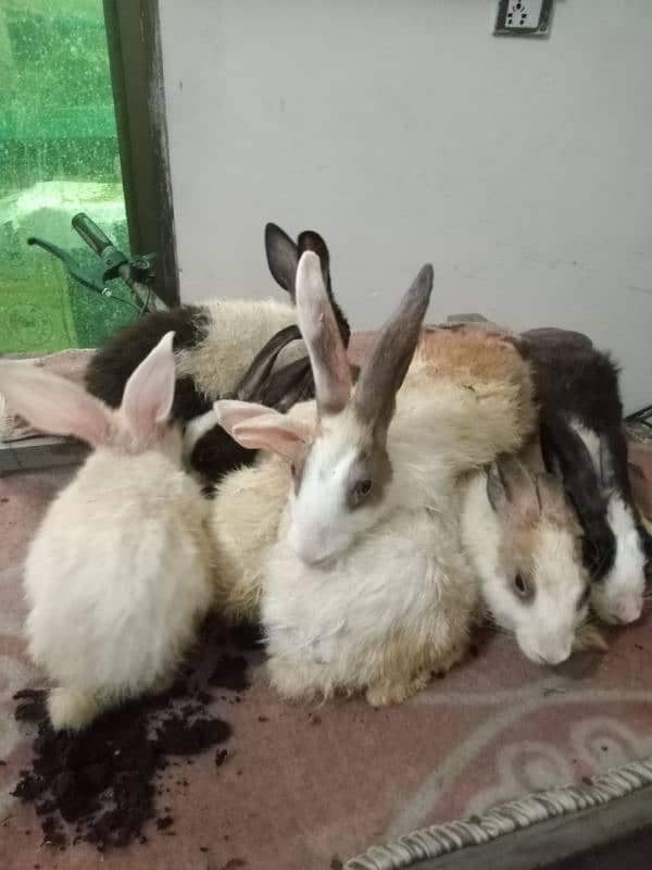 Rabbits for sale 2