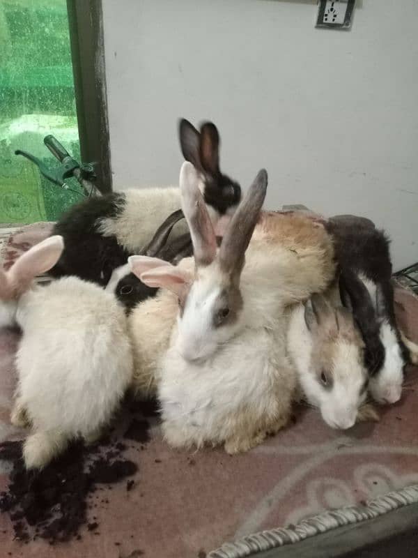 Rabbits for sale 3