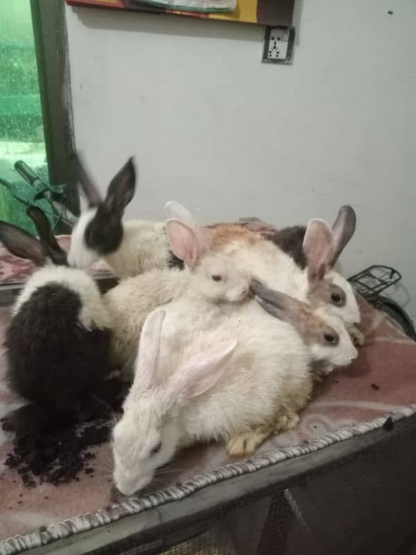 Rabbits for sale 4