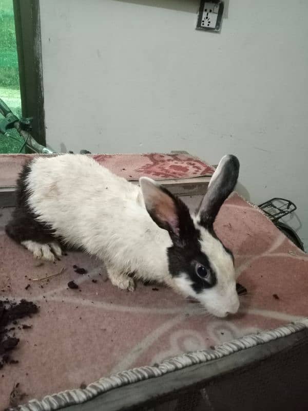 Rabbits for sale 5