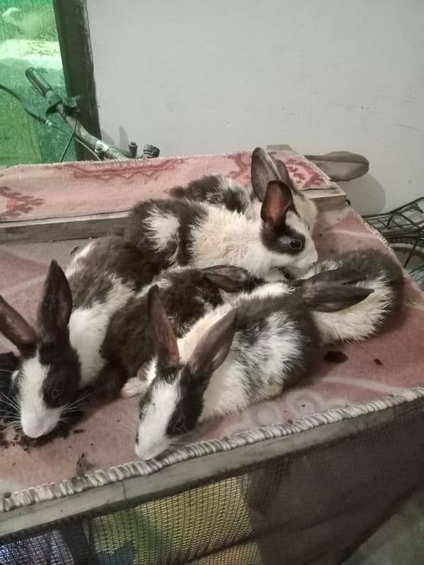 Rabbits for sale 6