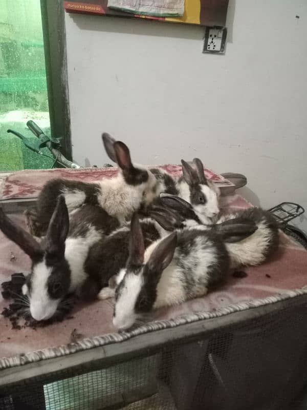 Rabbits for sale 7