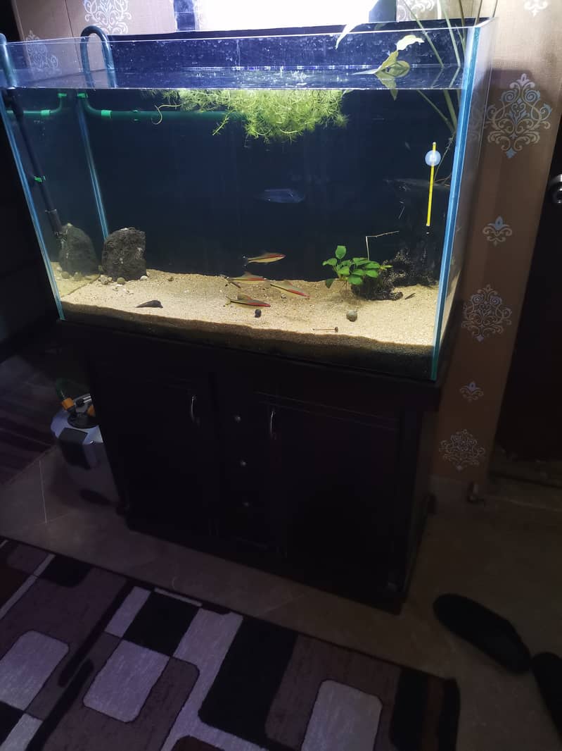 Aquarium full setup 1