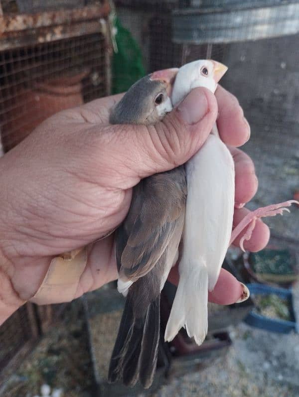 java split Red eyes/ love birds and albino 12