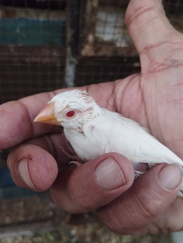 java split Red eyes/ love birds and albino 13