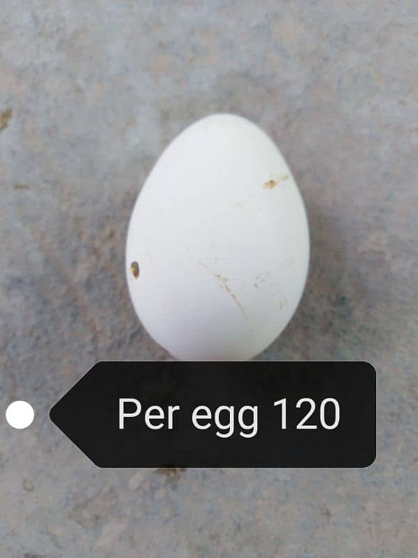 fresh eggs 1