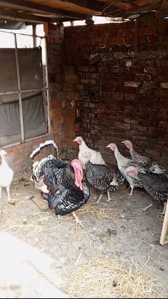 All age Turkey Birds Available 1