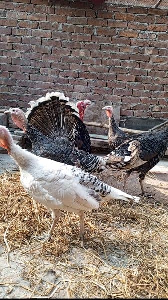 All age Turkey Birds Available 2