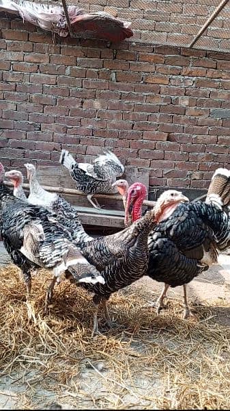 All age Turkey Birds Available 3