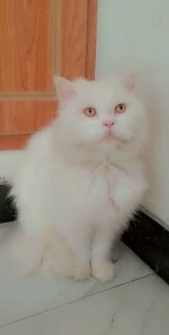 Russian male cat white for sale