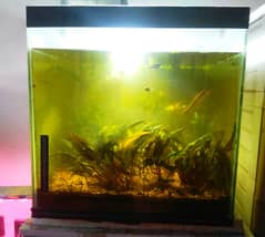 For Sale: 18-inch Planted Aquarium (Rs 12,000 final)