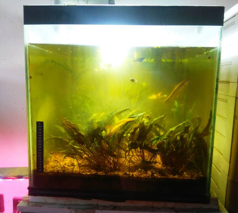 For Sale: 18-inch Planted Aquarium (Rs 10,000 final) 0