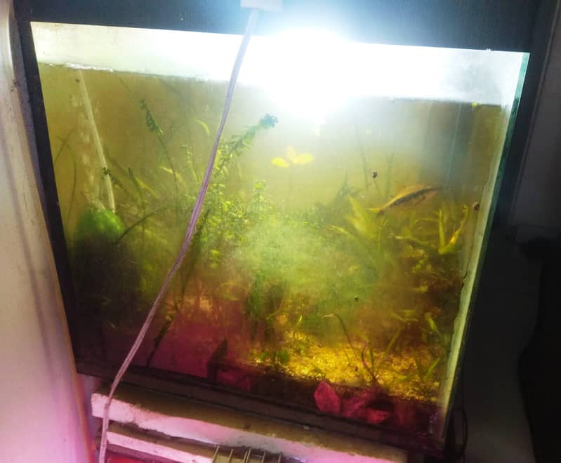 For Sale: 18-inch Planted Aquarium (Rs 10,000 final) 1