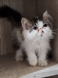 Piki van imported kitten available for sale