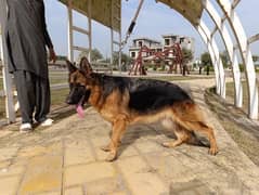 German shepherd long coat female for sale