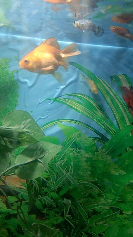 angel fish and  gold fish read add 5