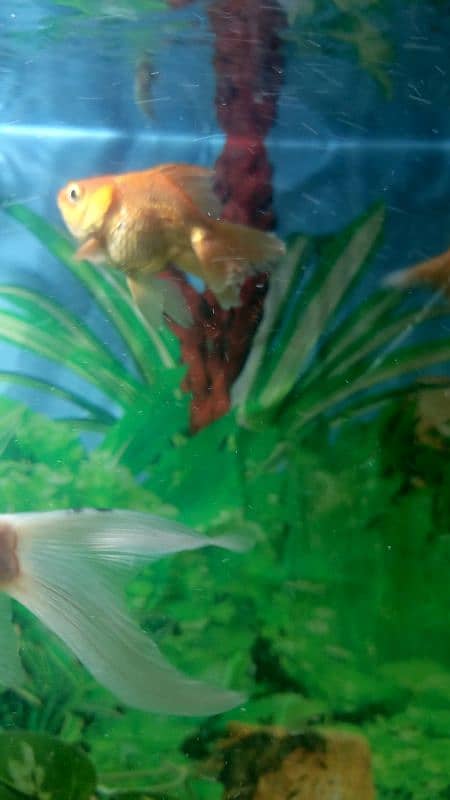 angel fish and  gold fish read add 6