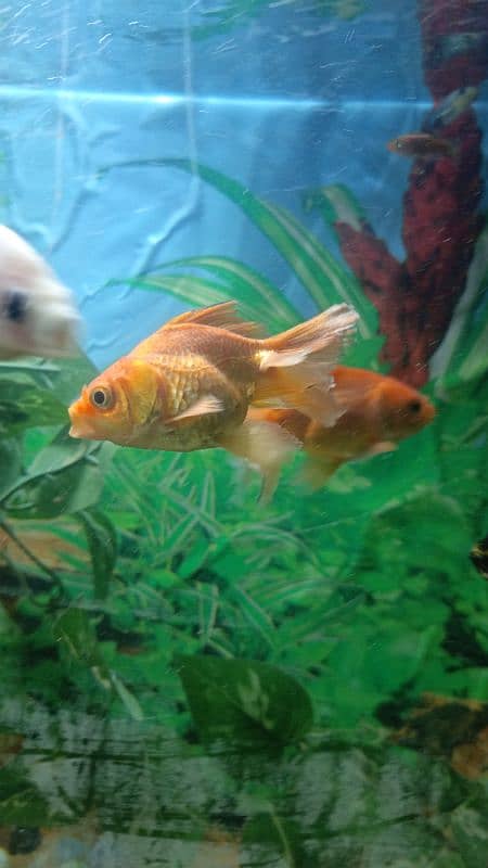 angel fish and  gold fish read add 8