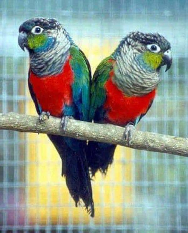 crimson bellied conure pair 0