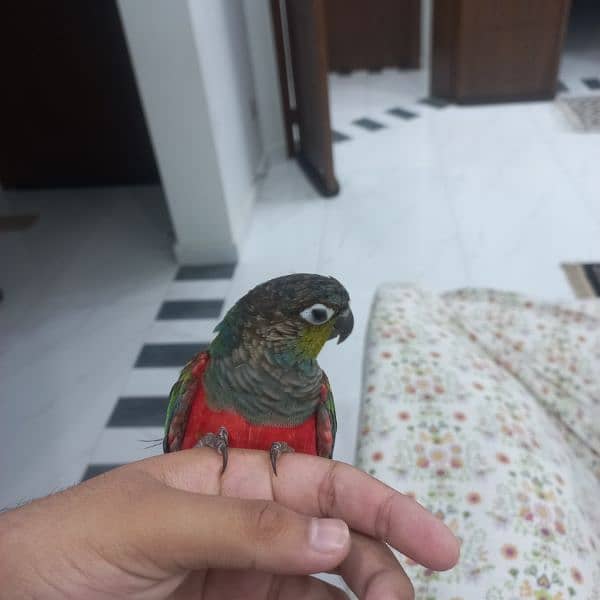 crimson bellied conure pair 1