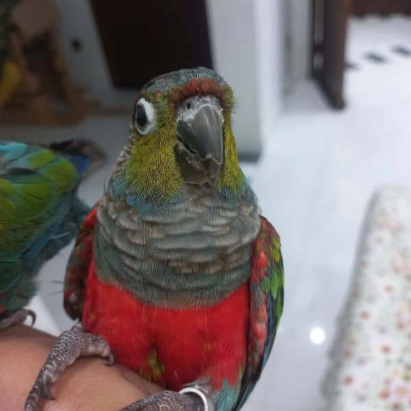 crimson bellied conure pair 2