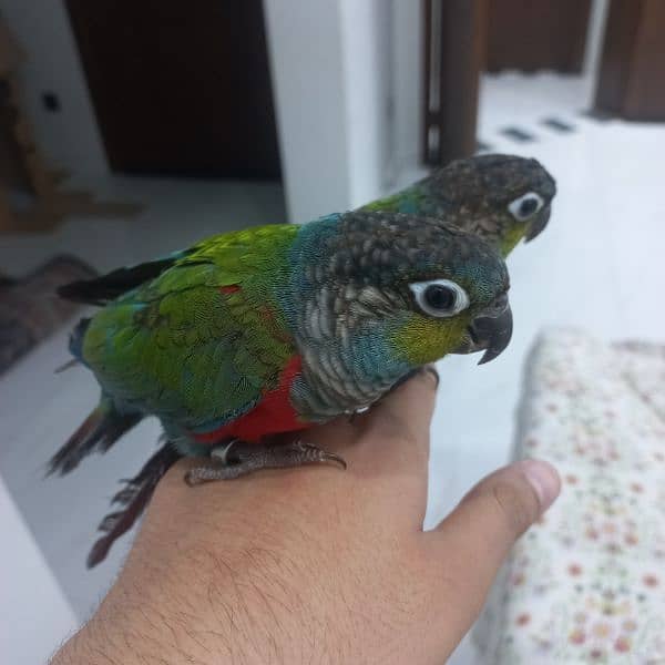 crimson bellied conure pair 4