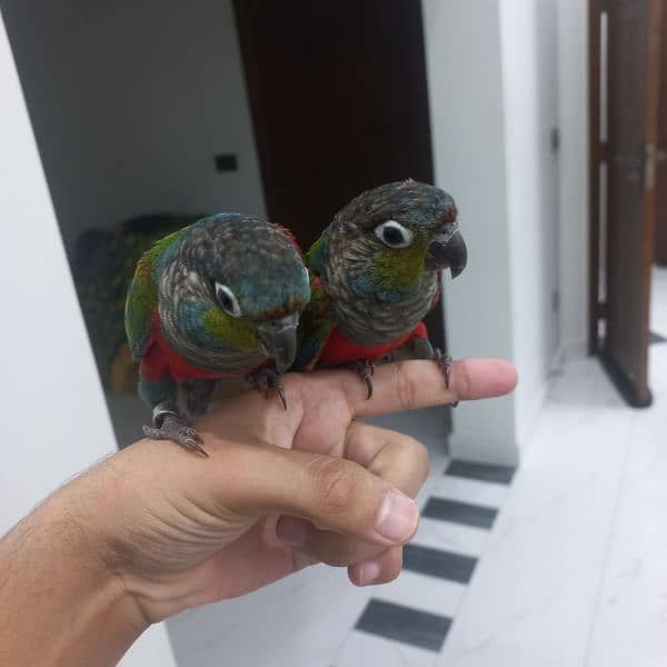 crimson bellied conure pair 5