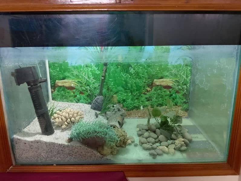 Aquarium with accessories 0