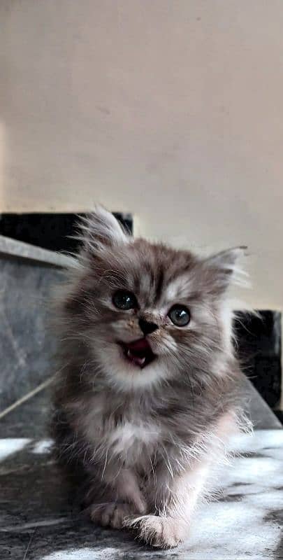 Persian Kitten for sale 0