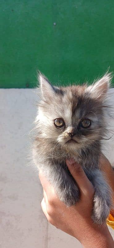 Persian Kitten for sale 1