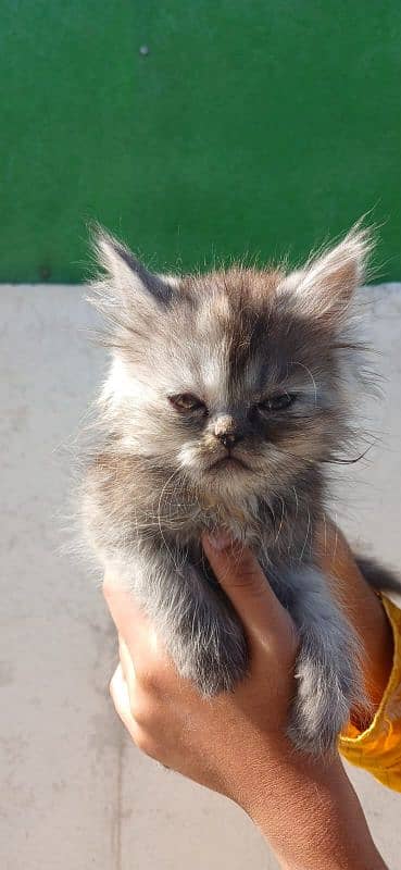 Persian Kitten for sale 2