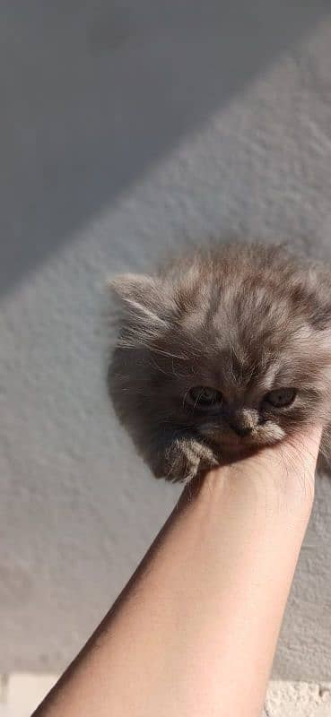 Persian Kitten for sale 3