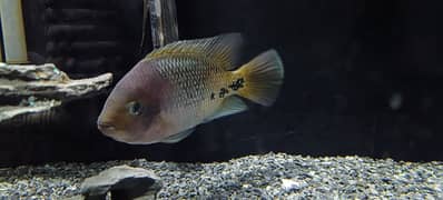 Synspilum Cichlid Vieja melanura