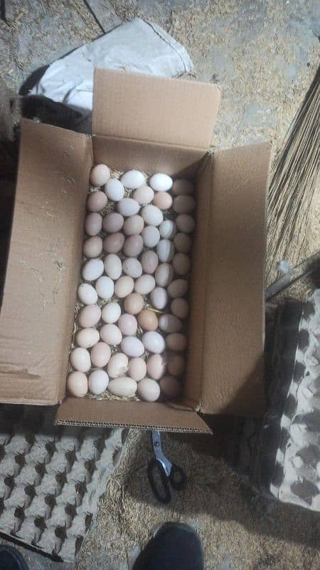 Desi eggs pure  360=dozen 3