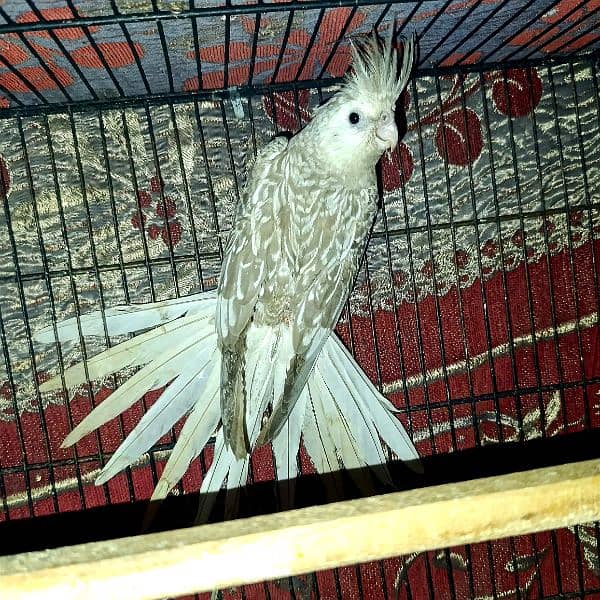 Fawn Pearl Cockatiel Breeder Female 0