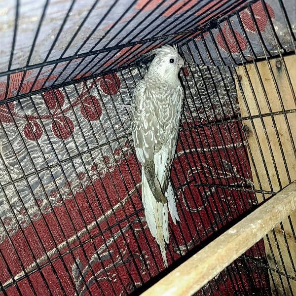 Fawn Pearl Cockatiel Breeder Female 1