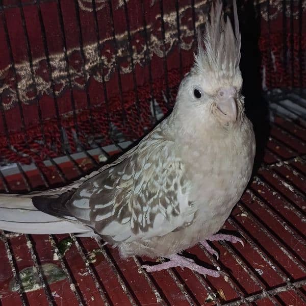 Fawn Pearl Cockatiel Breeder Female 2