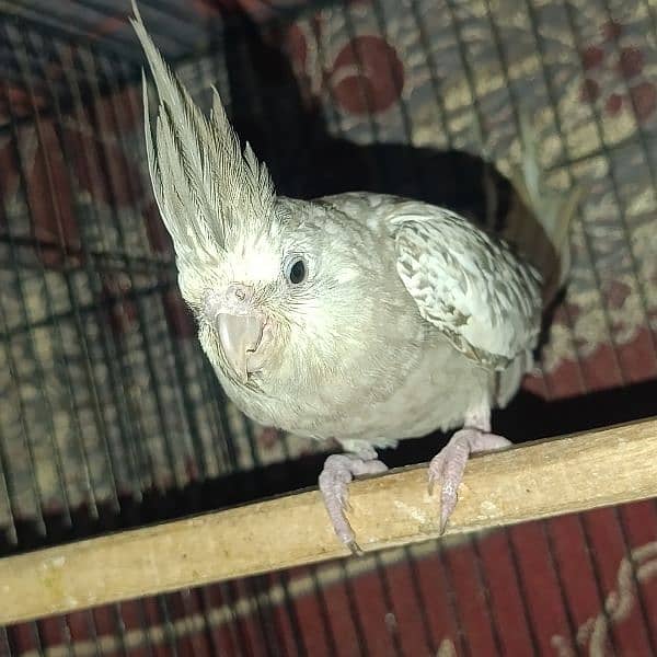 Fawn Pearl Cockatiel Breeder Female 3