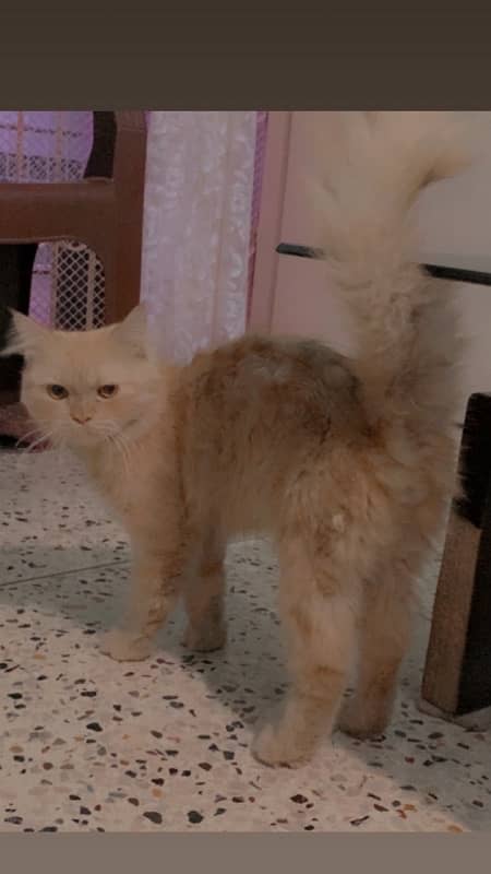 Persian Cat 1