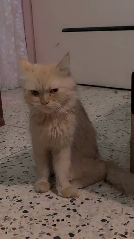 Persian Cat 2