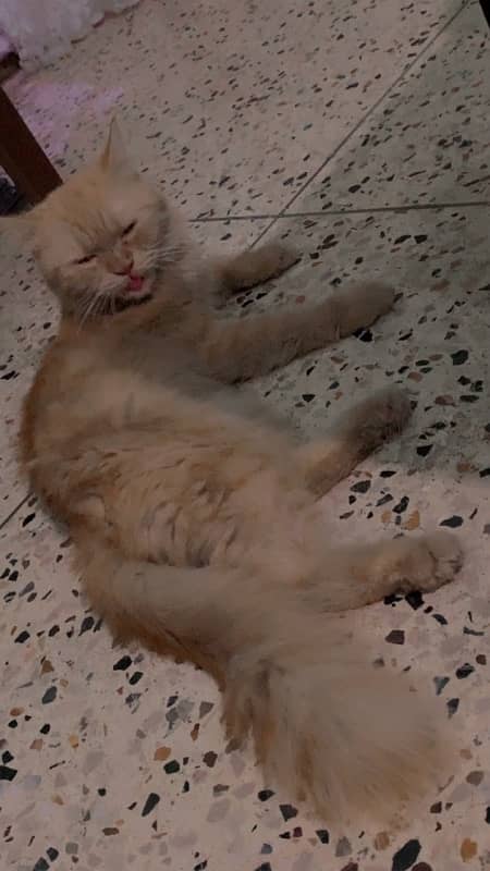 Persian Cat 4