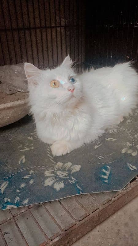 oddes eyes cat Available at Cats Prime Hub 3