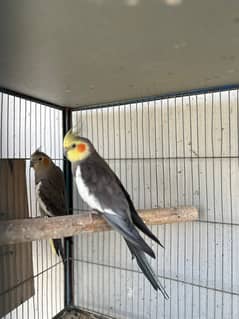 cockatiels breeder pair and lutino breeder female