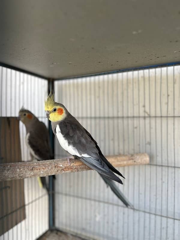 cockatiels breeder pair and lutino breeder female 1