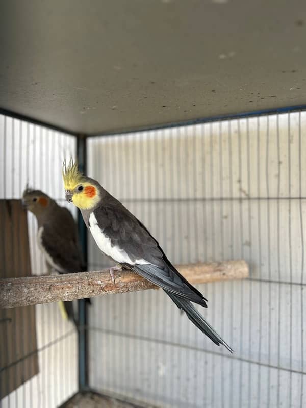 cockatiels breeder pair and lutino breeder female 2