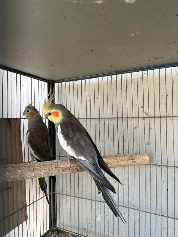 cockatiels breeder pair and lutino breeder female 3