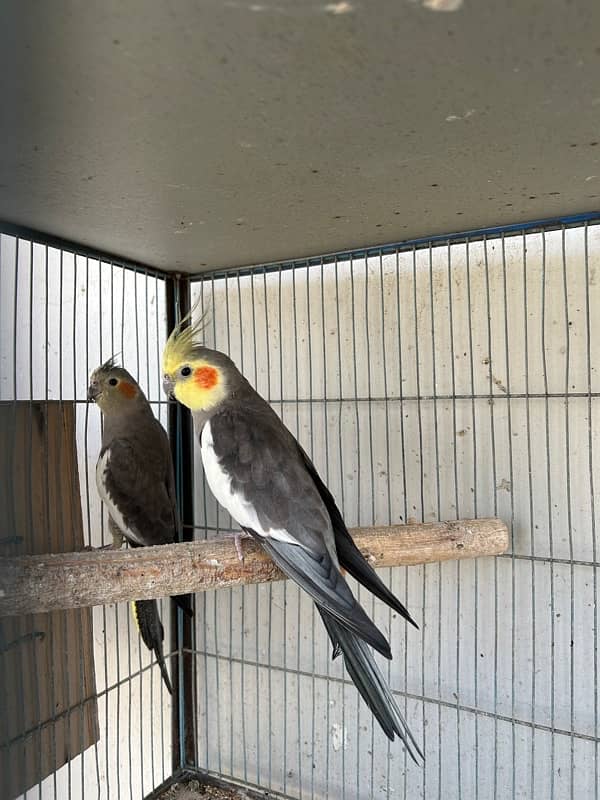 cockatiels breeder pair and lutino breeder female 4