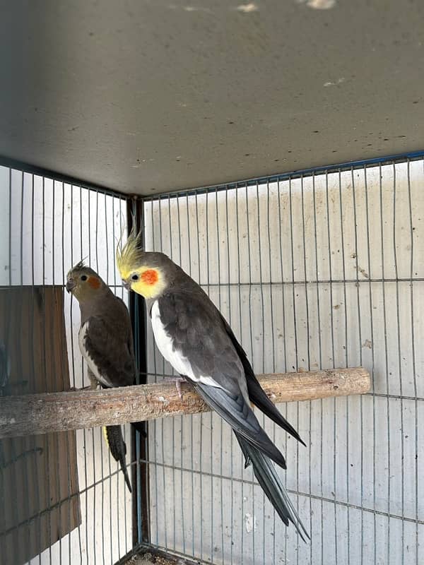 cockatiels breeder pair and lutino breeder female 5